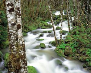 Preview wallpaper mountain river, stones, moss, birch