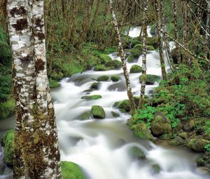 Preview wallpaper mountain river, stones, moss, birch