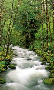 Preview wallpaper mountain river, trees, wood, green, white, stream