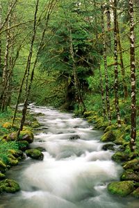 Preview wallpaper mountain river, trees, wood, green, white, stream