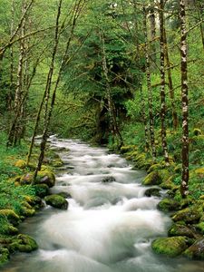 Preview wallpaper mountain river, trees, wood, green, white, stream