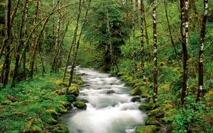 Preview wallpaper mountain river, trees, wood, green, white, stream