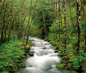 Preview wallpaper mountain river, trees, wood, green, white, stream