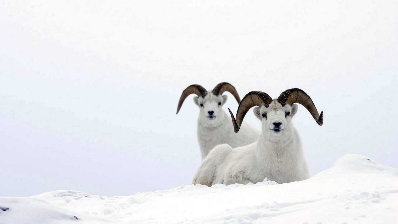 Wallpaper mountain sheep, horns, snow, hills, couple