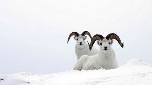 Preview wallpaper mountain sheep, horns, snow, hills, couple