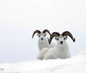 Preview wallpaper mountain sheep, horns, snow, hills, couple