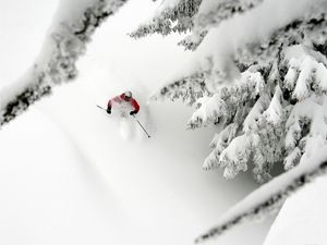 Preview wallpaper mountain skiing, descent, snow, extreme, trees, fur-trees