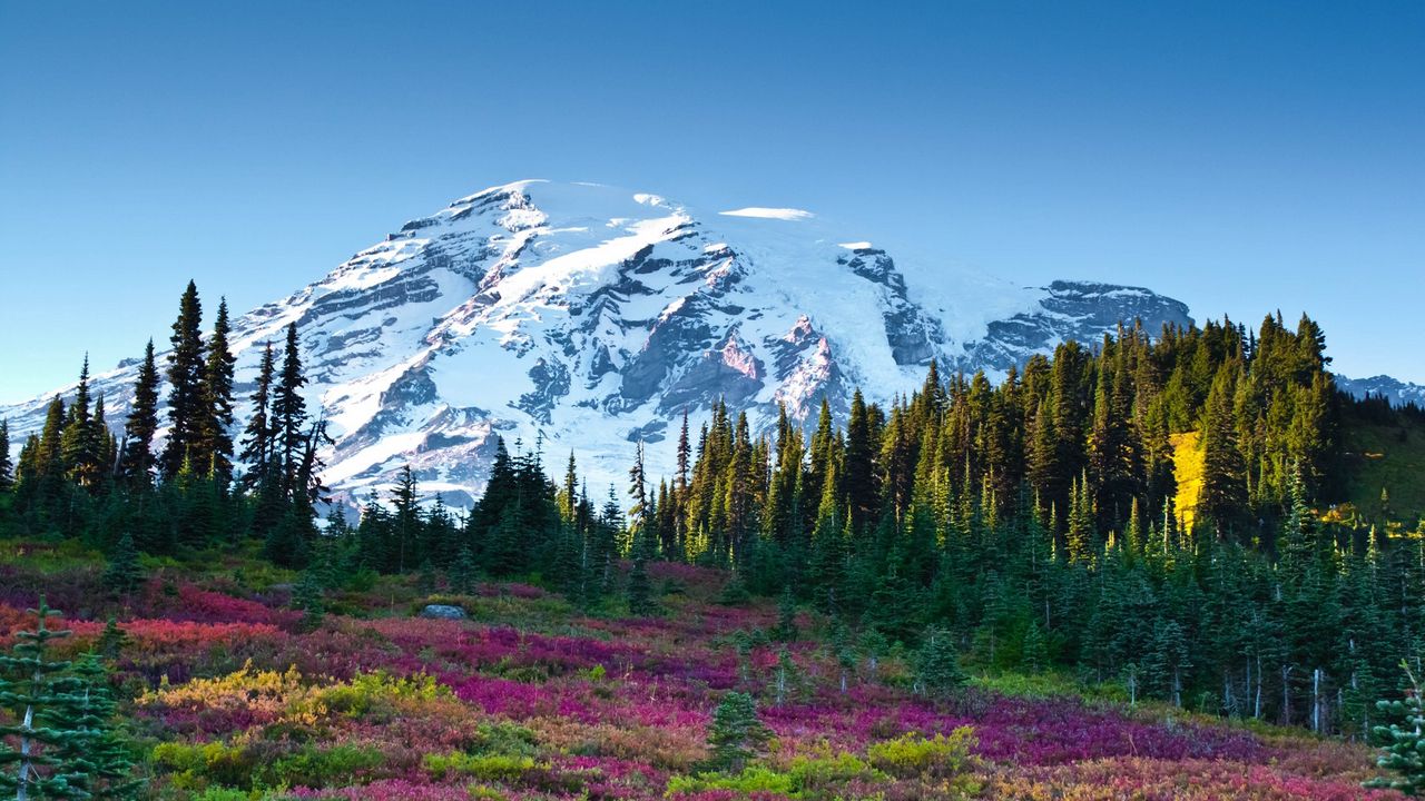 Wallpaper mountain, sky, flowers, fir-trees, landscape