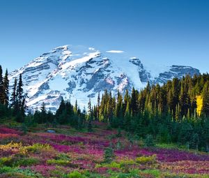 Preview wallpaper mountain, sky, flowers, fir-trees, landscape