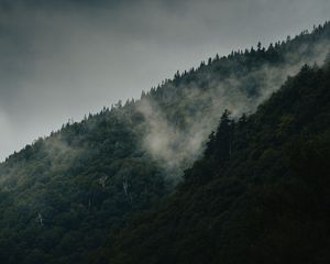 Preview wallpaper mountain, slope, forest, clouds, fog, mist