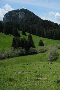 Preview wallpaper mountain, slope, lawn, trees, greenery, landscape