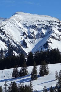 Preview wallpaper mountain, slope, snow, spruces, nature