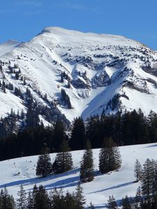 Preview wallpaper mountain, slope, snow, spruces, nature