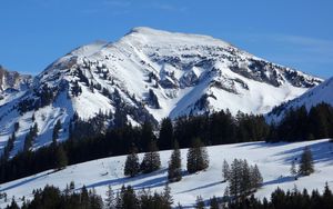 Preview wallpaper mountain, slope, snow, spruces, nature