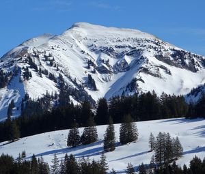 Preview wallpaper mountain, slope, snow, spruces, nature