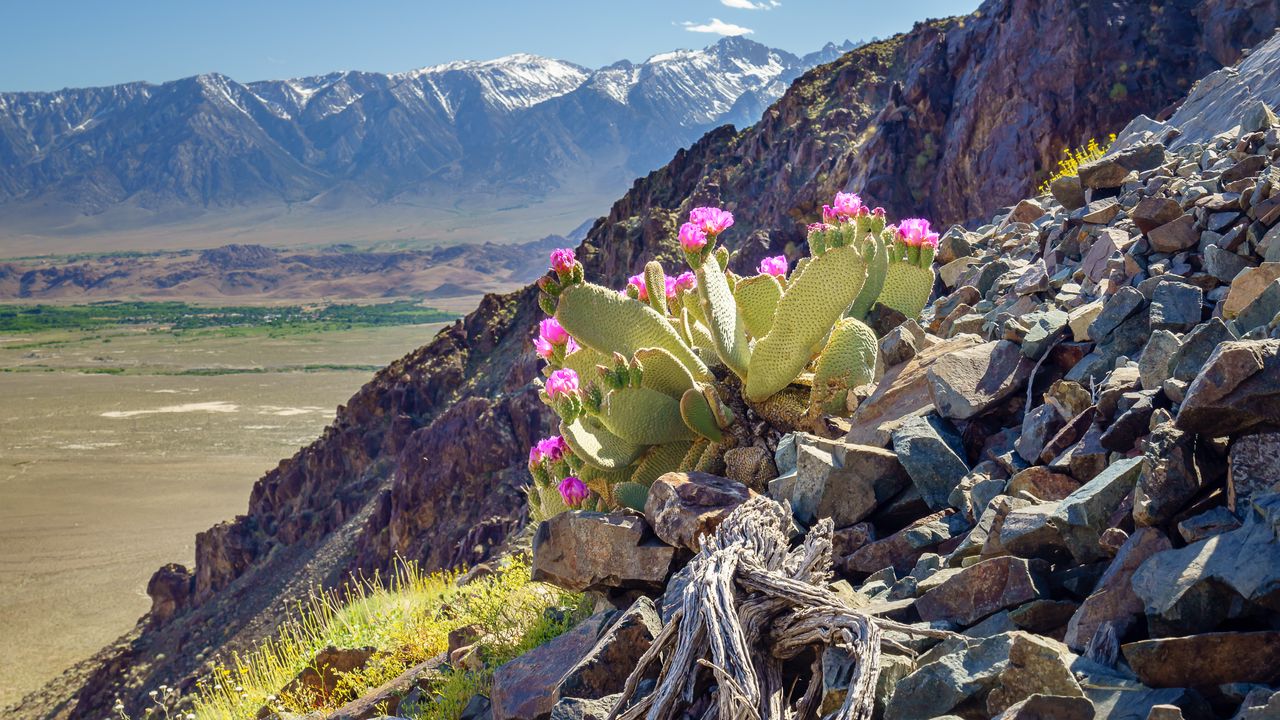 Wallpaper mountain, slope, stones, cactus, flowers, plant, nature