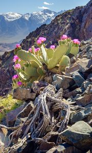 Preview wallpaper mountain, slope, stones, cactus, flowers, plant, nature