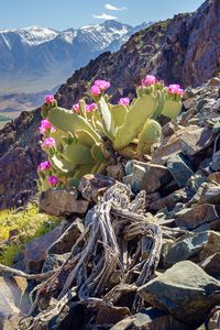 Preview wallpaper mountain, slope, stones, cactus, flowers, plant, nature