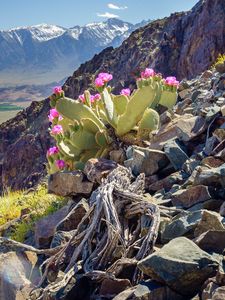 Preview wallpaper mountain, slope, stones, cactus, flowers, plant, nature