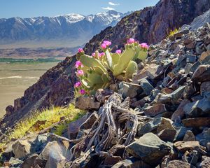 Preview wallpaper mountain, slope, stones, cactus, flowers, plant, nature