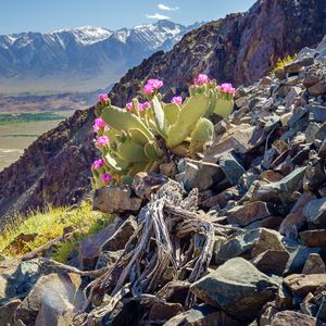 Preview wallpaper mountain, slope, stones, cactus, flowers, plant, nature