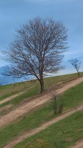 Preview wallpaper mountain, slope, tree, nature