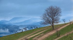 Preview wallpaper mountain, slope, tree, nature