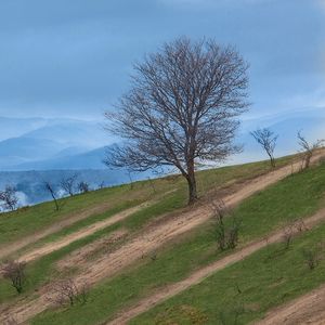 Preview wallpaper mountain, slope, tree, nature