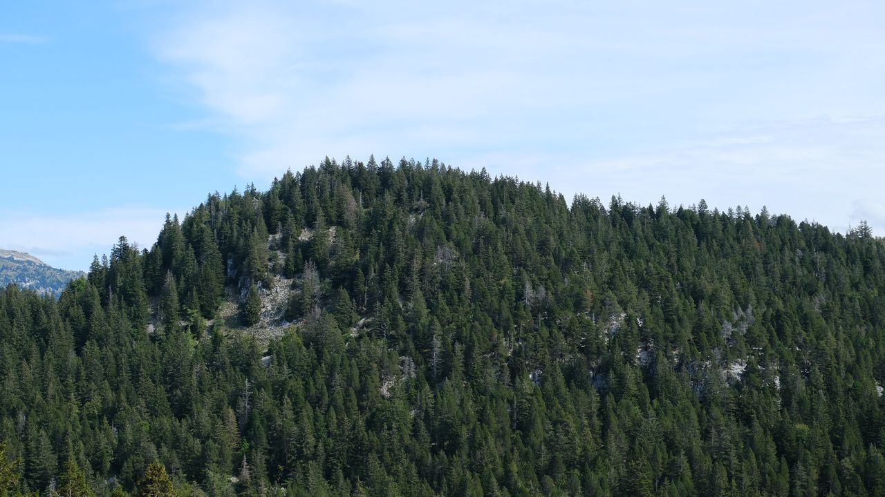 Wallpaper mountain, slope, trees, fir trees, forest, green, nature