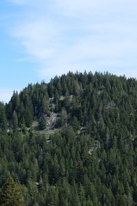 Preview wallpaper mountain, slope, trees, fir trees, forest, green, nature