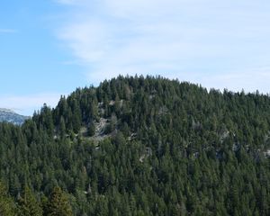 Preview wallpaper mountain, slope, trees, fir trees, forest, green, nature