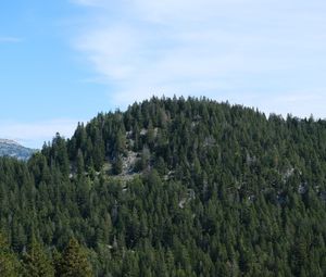 Preview wallpaper mountain, slope, trees, fir trees, forest, green, nature