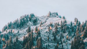 Preview wallpaper mountain, slope, trees, snow, landscape