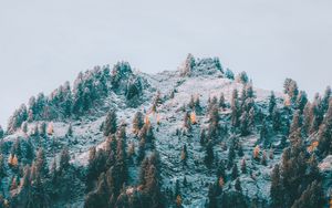 Preview wallpaper mountain, slope, trees, snow, landscape