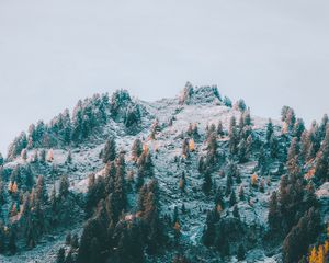 Preview wallpaper mountain, slope, trees, snow, landscape