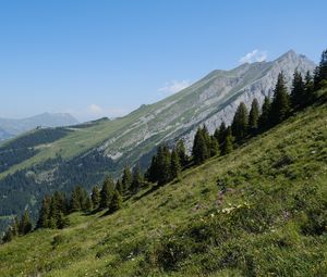 Preview wallpaper mountain, slope, trees, forest, landscape, nature