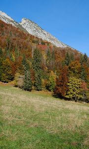 Preview wallpaper mountain, slope, trees, forest, nature