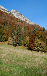 Preview wallpaper mountain, slope, trees, forest, nature