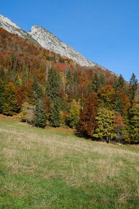 Preview wallpaper mountain, slope, trees, forest, nature