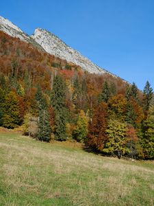 Preview wallpaper mountain, slope, trees, forest, nature