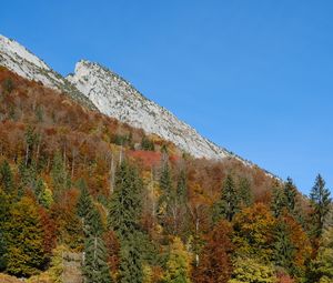 Preview wallpaper mountain, slope, trees, forest, nature