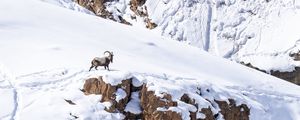 Preview wallpaper mountain, snow, bharal, animal, wildlife