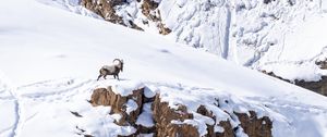 Preview wallpaper mountain, snow, bharal, animal, wildlife