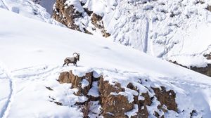 Preview wallpaper mountain, snow, bharal, animal, wildlife