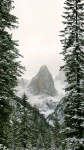 Preview wallpaper mountain, snow, branches, hill