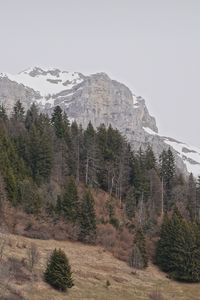 Preview wallpaper mountain, snow, slope, trees, dry, nature