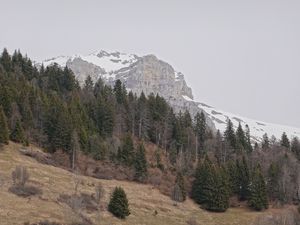 Preview wallpaper mountain, snow, slope, trees, dry, nature