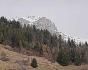 Preview wallpaper mountain, snow, slope, trees, dry, nature