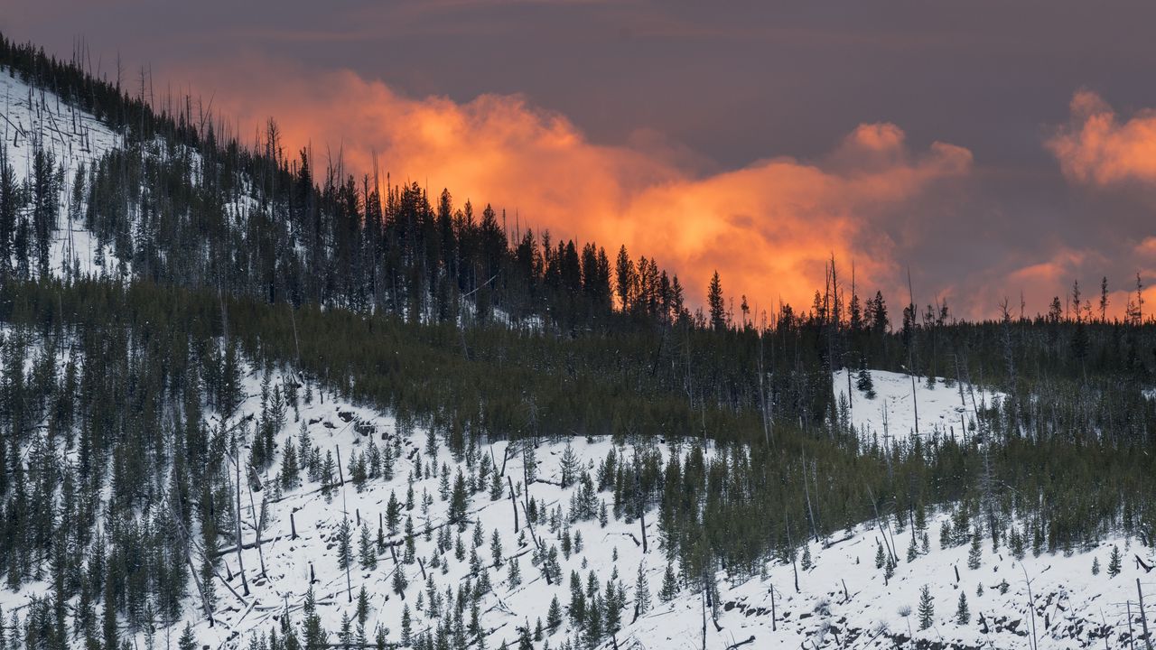 Wallpaper mountain, snow, trees, forest, sunset