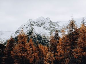 Preview wallpaper mountain, snow, trees, road, fence